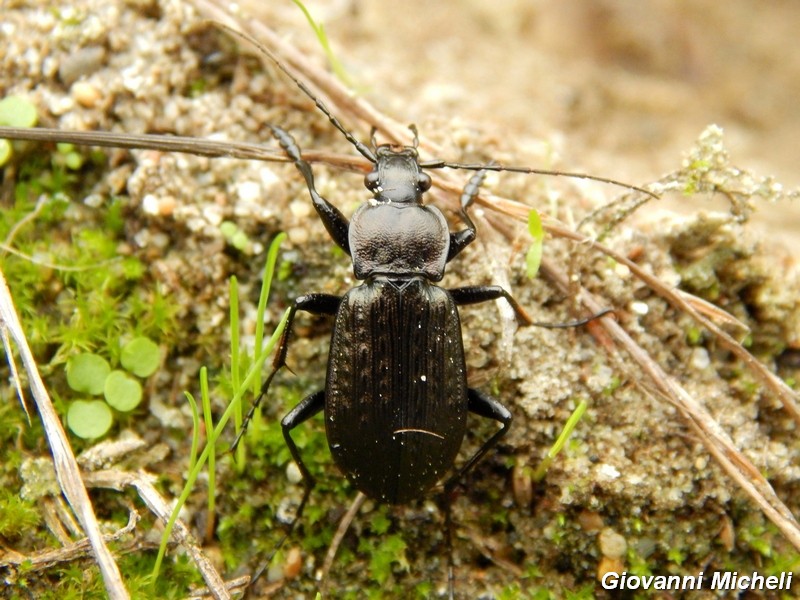 Carabus granulatus interstitialis, Carabidae